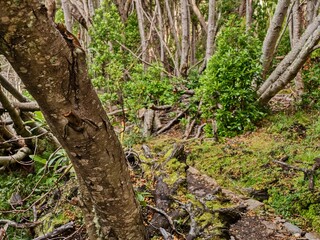 amazing forest ecosystem in patagonia