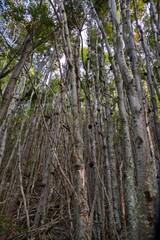 amazing forest ecosystem in patagonia