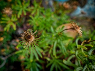 amazing forest ecosystem in patagonia
