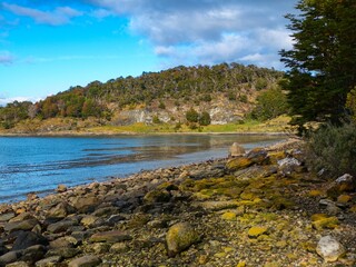 amazing forest ecosystem in patagonia