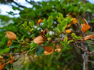 amazing forest ecosystem in patagonia