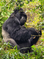Giant silverback gorilla in Uganda jungle