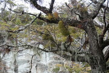amazing forest ecosystem in patagonia