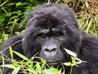 Bwindi gorilla photos from Uganda 