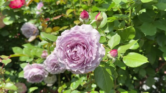 Rose beautiful violet, frilled, cupped rosette flowers.