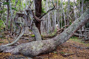 amazing forest ecosystem in patagonia