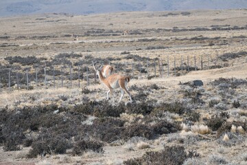 wild patagonian llama around the road