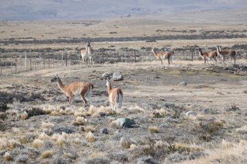 wild patagonian llama around the road