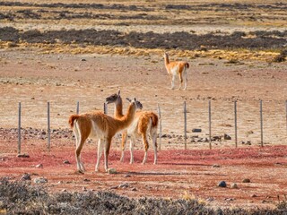 wild patagonian llama around the road