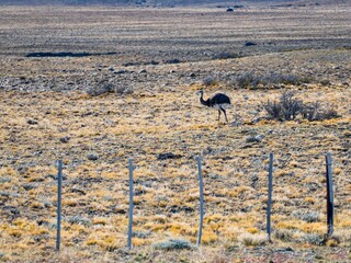wild patagonian llama around the road