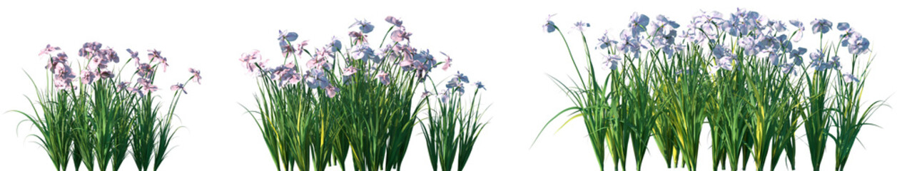 Obraz premium Set of Iris ensata (the Japanese iris or Japanese water iris) frontal isolated png on a transparent background perfectly cutout high resolution