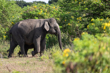 Elephant in the wild, elephant looking for food, elephant sri lanka