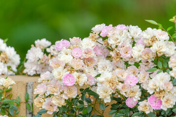 ピンクと白のミニ薔薇の房状クローズアップ