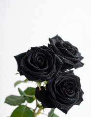macro photo shot  of black roses and dew drops that are sticking on its, white background