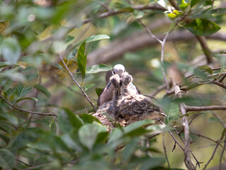 Spotted Dove - Spilopelia chinensis ceylonensis, bird in a nest with chicks