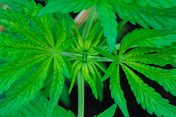 A closeup view of a robust and healthy cannabis plant, highlighting its vibrant green leaves and showcasing the beauty and vitality of nature
