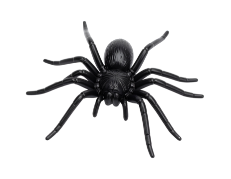 Black spider with multiple legs and detailed body structure. Isolated transparent background