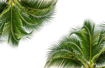 palm trees are shown side by side, with their leaves spread out