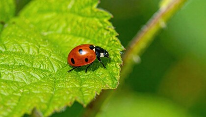 Obraz premium Red Ladybug On Green Leaf