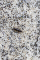 Common rough woodlouse crawling on granite rock