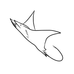 sketch of mobula ray (Mobula hypostoma) jumping out of the water
