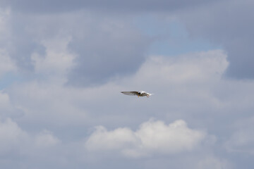 Common tern flying with cloudy sky in background during migration