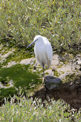 Little egret standing on one leg in swampy area