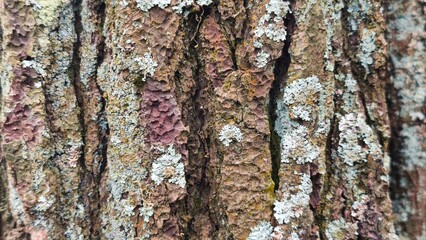The close-up view focuses on the intricate details of the pine bark surface, its texture rough and...