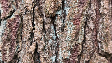 The close-up view focuses on the intricate details of the pine bark surface, its texture rough and uneven with various bumps, grooves, showing signs of age and weathering.
