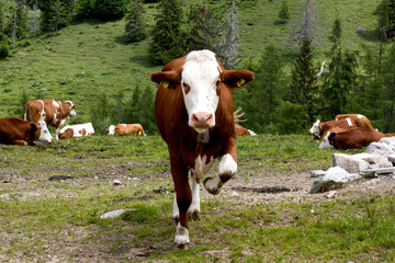 Naklejka premium Cattle roam freely in the lush meadows of Alpine Tyrol, Austria, showcasing the region's natural beauty and tranquil rural lifestyle in summer