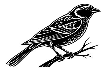 sparrow sihouette black vector