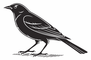 sparrow sihouette black vector