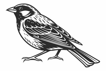 sparrow sihouette black vector