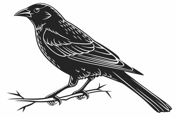 sparrow sihouette black vector