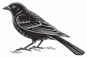 sparrow sihouette black vector
