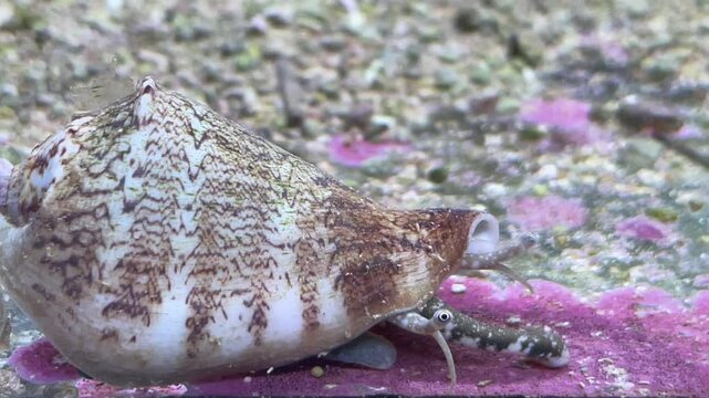 Eine Schnecke in einem Auquarium, Meerwasser
