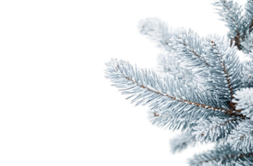 Frozen pine branch detail