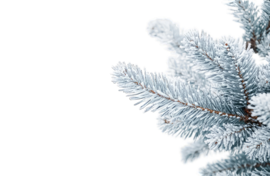 Frozen pine branch detail