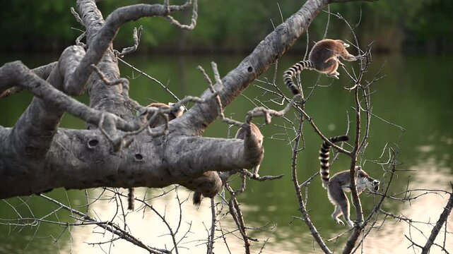 Unique Ring-Tailed Lemur Family Plays Near the Iconic Baobab Tree in Madagascar at Sunset, Showcasing Their Playful Nature and Endemic Wildlife