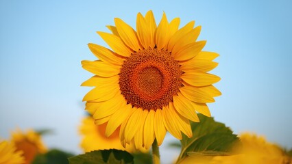 Obraz premium sunflower on blue sky
