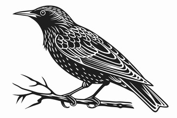 starling silhoette black vector