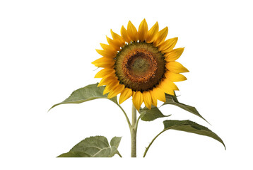 Sunflowers reaching towards golden skies