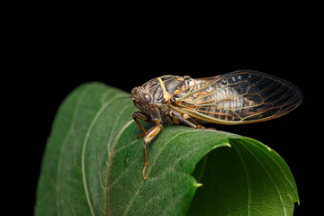 Cicada close up