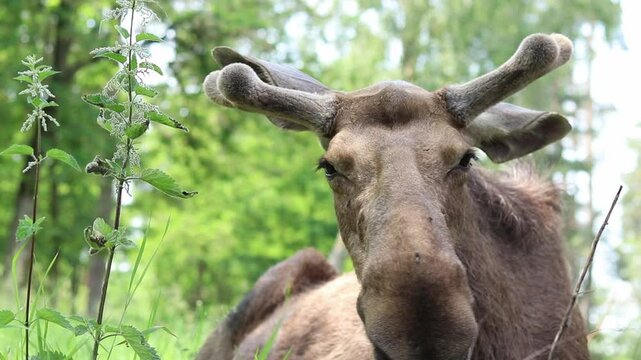 Portrait of a moose close-up. The moose is resting lying in the grass against the background of the forest. Wildlife. Portrait of a large wild adult moose. Herbivore. Nature