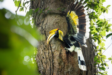 Great hornbill (Buceros bicornis) in jungle khao yai national forest park, Thailand.Hornbill perched on tree branch surrounded by green leaves.Bird wildlife in the natue. © arcyto
