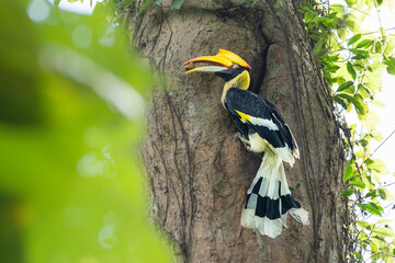Great hornbill (Buceros bicornis) in jungle khao yai national forest park, Thailand.Hornbill perched on tree branch surrounded by green leaves.Bird wildlife in the natue. © arcyto