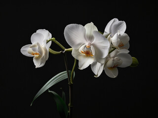 Fototapeta premium Elegant White Orchid in Dramatic Lighting Against Black Background – Minimalist Fine-Art Floral Portrait
