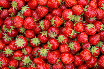 Fresh organic Strawberries . Frische biologische Erdbeeren