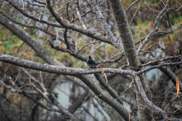 Red-vented bulbul with a crested head perched on a tree branch.
