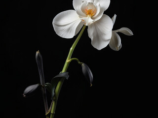 Elegant White Orchid in Dramatic Lighting Against Black Background – Minimalist Fine-Art Floral Portrait